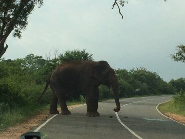 Büyük hortumlu Hint fili.