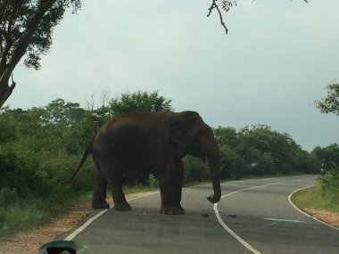 Elephant in National Park, Güney Afrika