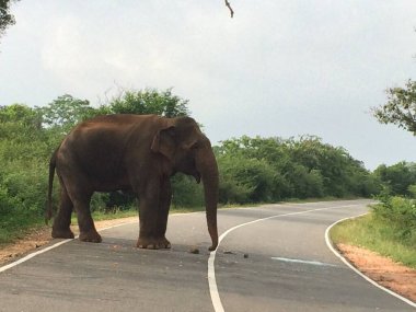 Sri Lanka ormanındaki fil.