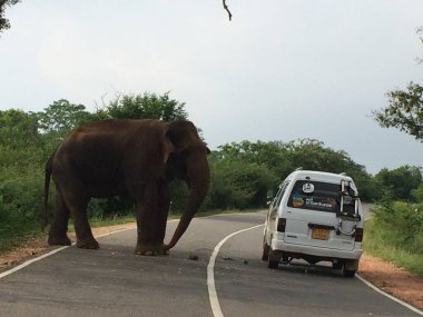 Sri Lanka 'da fil ve büyük araba.