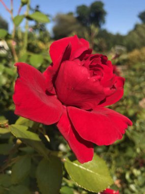 Bahçedeki güzel kırmızı gül