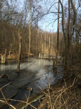 Bulutlu bir günde ağaçlar ve ormanlarla çevrili bir göletin dikey görüntüsü.