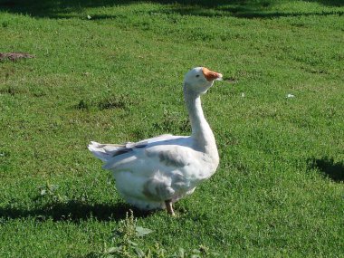 Çiftlikteki beyaz evcil kaz