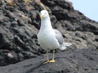 Kayadaki martı.