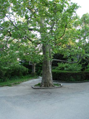 Parkın güzel manzarası