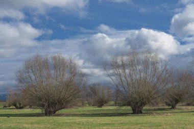 traditional favorite Tree called pollard willow resp.Salix on the lower Rhine region,North Rhine Westphalia,Germany