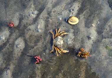 Beach Crab resp.Carcinus maenas during low tide in Mudflats,Wattenmeer National park,North Sea,Germany