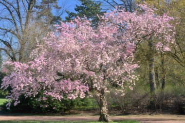 springtime in public Nordpark,Dusseldorf,Germany