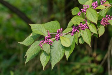 American Beautyberry resp.Callicarpa americana, Rhineland, Almanya