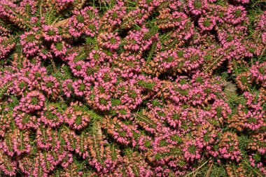 Çiçekli çan çalısı soluğu. Erica Cinerea, Almanya