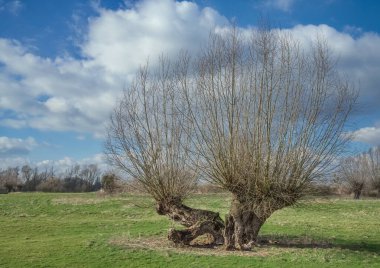 Himmelgeister 'daki Doğal Manzara Rheinbogen Doğa Koruma Alanı da Ren Nehri, Düsseldorf-Himmelgeist, Kuzey Ren-Vestfalya, Almanya yakınlarındaki sel alanlarını kapsıyor.