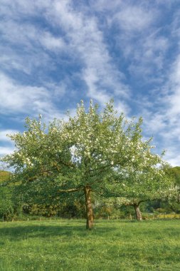 Solingen meyve patikasında çiçek açan meyve ağacı, Solingen-Untenruden, Bergisches Toprakları, Kuzey Ren-Vestfalya, Almanya