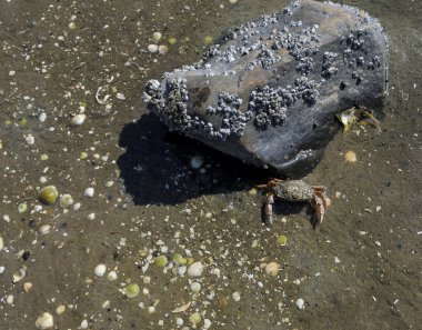 Plaj Yengeci Solunumu 'nu savunuyor. Carcinus maenas, Wattenmeer Ulusal Parkı' nda alçak gelgit ise Kuzey Frizya 'da, Almanya' da kalesinin önünde.