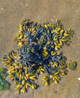 Düşük gelgit sırasında çamur düzlükleri Bladderwrack veya Seaweed solunumu. Fucus vesiculosus Kuzey Denizi, Almanya 'daki Wattenmeer Ulusal Parkı' nda.