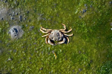 Avrupa yeşil yengeç solunumu. Carcinus maenas, Wadden Denizi, Kuzey Denizi, Wattenmeer Ulusal Parkı, Almanya
