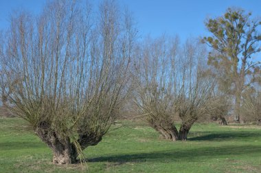 traditional pollard willows resp.Salix on the lower Rhine region,North Rhine Westphalia,Germany