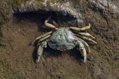 Beach Crab or Green Crab resp.Carcinus maenas while low Tide in Wattenmeer National Park, North Sea,North Frisia,Germany