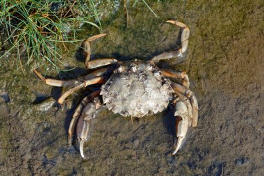 Plaj Yengeci veya Yeşil Yengeç solunumu. Carcinus maenas Mudflats, Wattenmeer Ulusal Parkı, Kuzey Denizi, Almanya