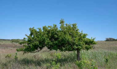 Eiderstedt Yarımadası, Kuzey Denizi, Kuzey Frizya, Almanya 'da Sankt Peter-Sipariş Dorf Sahili' nde Rüzgar Avcısı