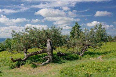 Dağ çamı soluğu. Pinus mugo, Kahler Asten Dağı, Sauerland, Almanya