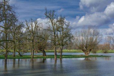 Ren Nehri 'ndeki Urdenbacher Kamp Doğa Koruma Alanı' nda sel baskını, eski Ren taşkın ovası, Düsseldorf-Urdenbach, Almanya