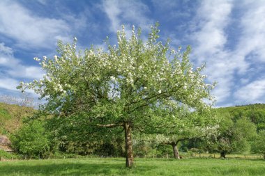Solingen meyve patikasında çiçek açan meyve ağacı, Solingen-Untenruden, Bergisches Toprakları, Kuzey Ren-Vestfalya, Almanya