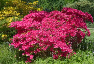 SPringtime, Rhineland, Almanya 'da tomurcuklanan Azalea çalıları