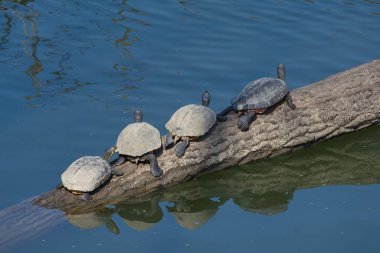 Sarı karınlı kaygan kaplumbağalar soluk alır. Trachemys scripta scripta. Almanya 'nın Ren bölgesinin aşağısında çamurun içinde kış uykusundan sonra ilk kez güneşlenirken.