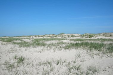 Sankt Peter Tarikatı, Eiderstedt Yarımadası, Kuzey Frizya, Kuzey Denizi, Almanya 'da korunan bölge