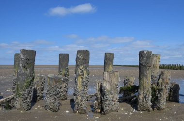 Palamut midyeleri soluk alır. Semibalanus dengesi ahşap Groyne 'da iken Kuzey Denizi, Wattenmeer Ulusal Parkı, Almanya' daki Mudflats 'ta sular çekilmiştir.