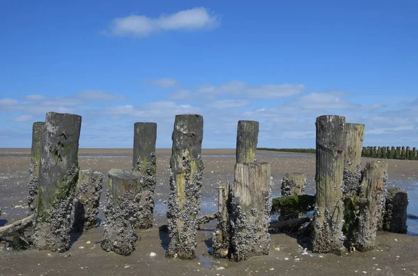Palamut midyeleri soluk alır. Semibalanus dengesi ahşap Groyne 'da iken Kuzey Denizi, Wattenmeer Ulusal Parkı, Almanya' daki Mudflats 'ta sular çekilmiştir.