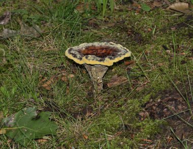 Phaeolus schweinitzii mantarı aynı zamanda boyacının labirenti, Rhineland, Almanya