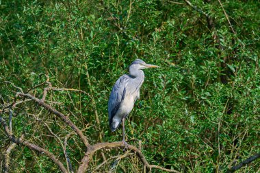 Grey Heron resp.Ardea cinerea in Urdenbacher Kaempe Doğa Rezervi, Rhine River Floodplain, Duesseldorf Urdenbach; Almanya
