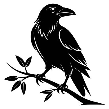 Beyaz arka planda izole edilmiş bir ağaç dalına tünemiş bir karga ya da kuzgunun siyah silueti.