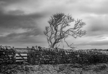 Kuru taş duvarlı, karamsar siyah beyaz tek bir ağaç