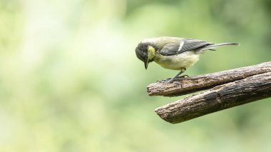Juvenile great tit perched on branch looking down into negative space  minimalist wildlife portrait