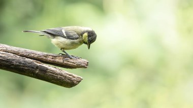 Juvenile great tit perched on branch looking down into negative space  minimalist wildlife portrait