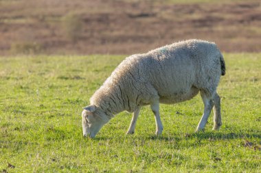 Yeşillik Yeşil Otlakta Koyun Otlatma Huzurlu Kırsal Arazi, Çiftlik Hayvanları Fotoğrafçılık