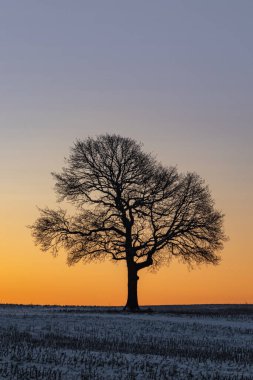 Güneşin doğuşunda Yalnız Ağaç Silueti Sıcak Gökyüzü ile Altın Saat Manzarası