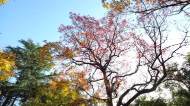 Altın sonbahar yaprakları, parlak güneş ışığıyla aydınlatılır.