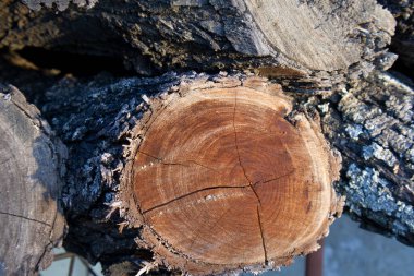 Mesquite Günlük Kaydı çapraz kesimi bir yığın