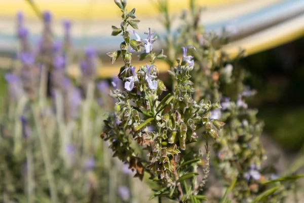 Çiçek açan biberiye dalları Bahçede küçük leylak çiçekleri