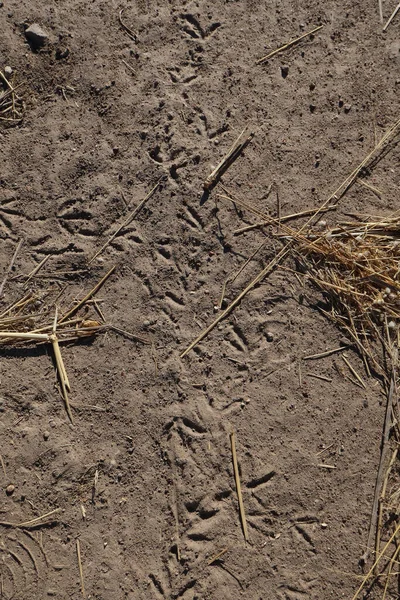 Kurak bir yolda küçük vahşi kuş ayak izleri.