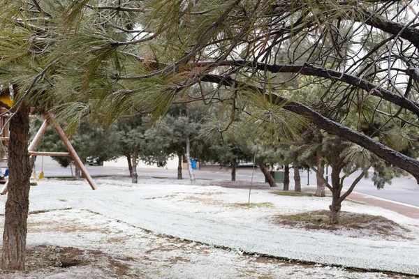 Kışın buza bulanmış çam ağaçları olan halka açık bir park.