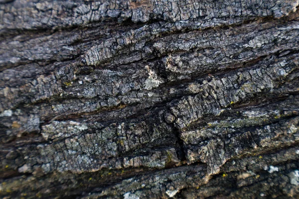 Mesquite günlük kaydı: kabuğu kapat