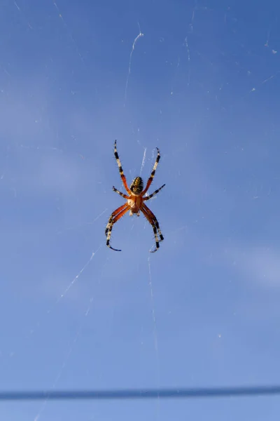 Meksika bahçe örümceği (Neoscona oaxacensis) arka planda açık mavi bir gökyüzü ile yakınlaşır