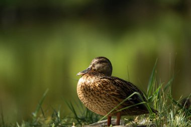 Doğal gün ışığında yeşil çimlerin üzerinde duran vahşi bir ördek. Kuş, yumuşak bulanık arka plan ve ılık yaz ışığıyla doğal ortamında dinleniyor..