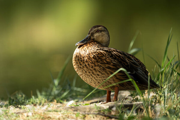 Close-up of mallard hen on sunTight portrait of a mallard hen standing on a sunlit bank near still water. Feather detail, soft summer light, and a smooth green background create a clean, commercial look with ample copy space ideal for nature, parks.