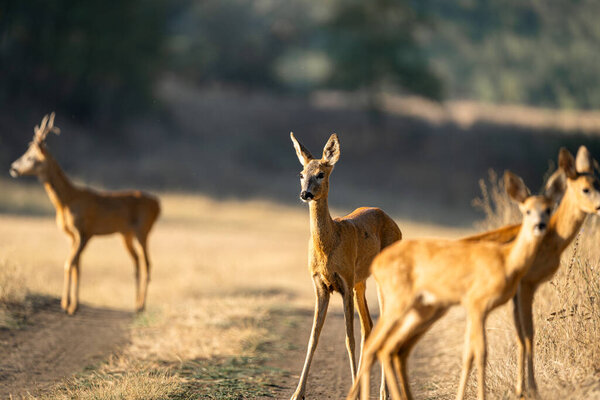 Пошатнувшаяся группа косуль-оленей расползается по пыльной дорожке по залитым солнцем лугам. Теплый вечерний боковой свет и мягко слоистый фон придают кинематографический, дружественный к истории вид с щедрым копировальным пространством, идеально подходящим для дикой природы, сельской местности.
