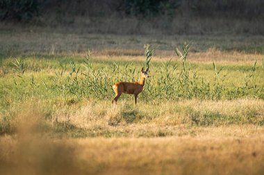 Yumurta geyiği, yeşil filizlerden ve kuru otlardan oluşan mozaik bir çayırda gün batımının sıcacık ışığıyla tetikte durur. Uzun lens sıkıştırma ve yumuşak, katmanlı bir arka plan vahşi yaşam, kırsal bölge ve korunma için cömert bir kopya alanı sağlıyor.